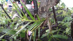 Dimerandra emarginata