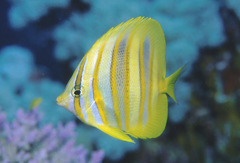 Chaetodon rainfordi