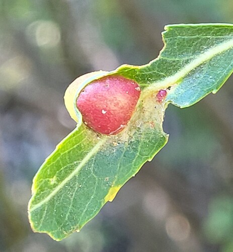 iNaturalist observation photo of Willow Apple Gall Sawfly