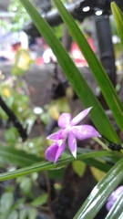 Dimerandra emarginata