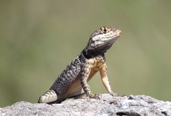Tropidurus torquatus