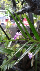 Dimerandra emarginata