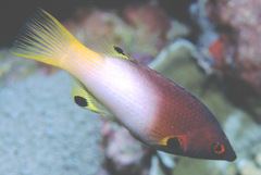 Bodianus axillaris