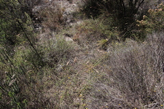 Aspalathus retroflexa bicolor