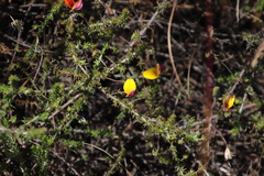 Aspalathus retroflexa bicolor
