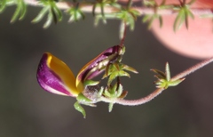 Aspalathus retroflexa bicolor