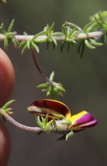 Aspalathus retroflexa bicolor
