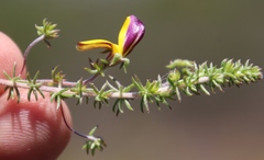 Aspalathus retroflexa bicolor