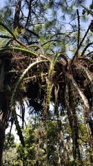 Disocactus speciosus speciosus