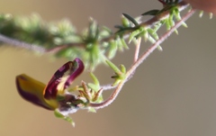 Aspalathus retroflexa bicolor