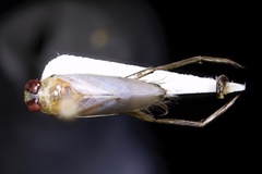 Notonecta petrunkevitchi