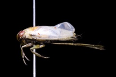 Notonecta petrunkevitchi