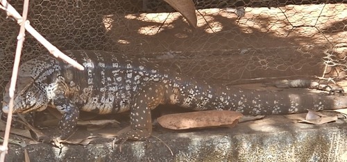 Argentine Black-and-white Tegu