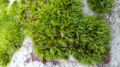 Grimmia trichophylla