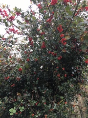 Ilex aquifolium