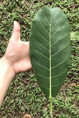 Ficus obtusifolia