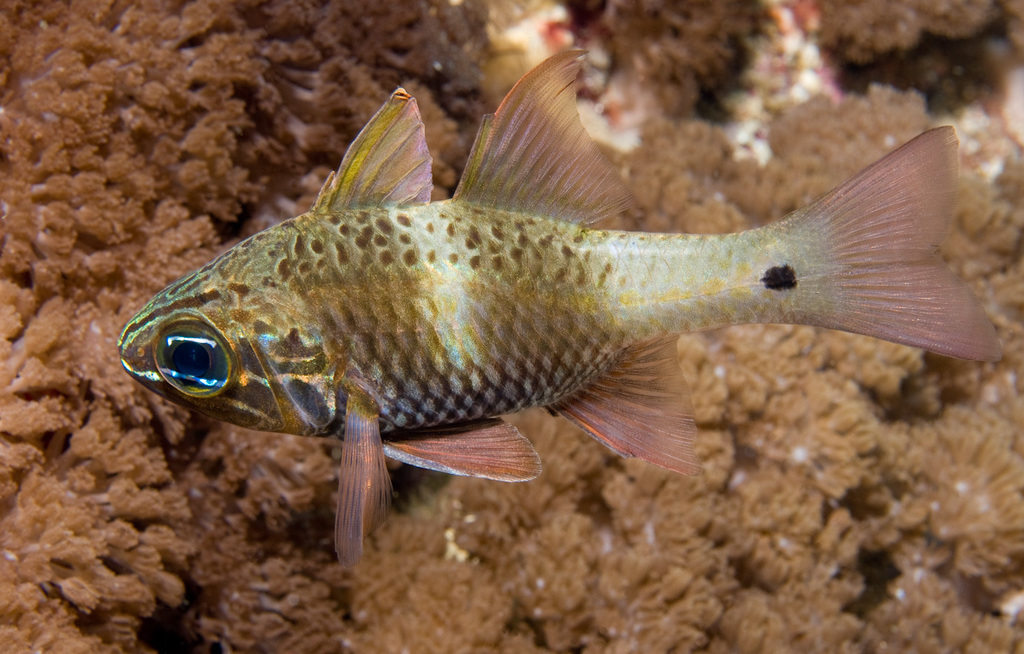 Norfolk Cardinalfish