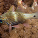 Norfolk Cardinalfish - Photo (c) Erik Schlogl, some rights reserved (CC BY-NC), uploaded by Erik Schlogl