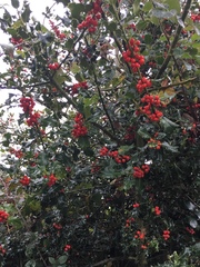 Ilex aquifolium