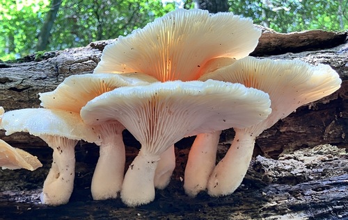 Lentinus levis (Berk. & M.A.Curtis) Murrill