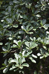 Ficus obtusifolia