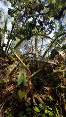 Disocactus speciosus speciosus