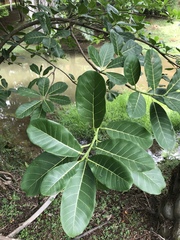 Ficus obtusifolia