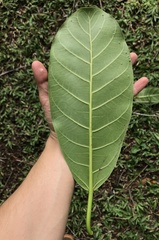 Ficus obtusifolia