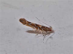 Pyroderces apparitella