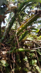 Disocactus speciosus speciosus