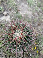 Ferocactus recurvus
