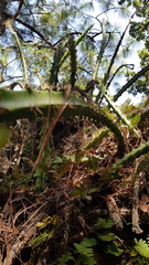 Disocactus speciosus speciosus