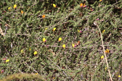 Aspalathus retroflexa bicolor