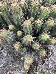 Anthacanthae