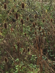 Dipsacus fullonum
