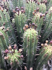 Anthacanthae