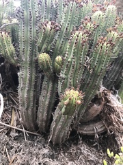 Anthacanthae
