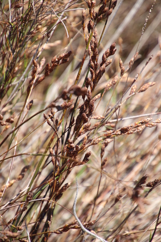 Image of Restio bifurcus by (c) Tony Rebelo, some rights reserved (CC BY-SA)