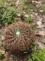 Ferocactus macrodiscus macrodiscus
