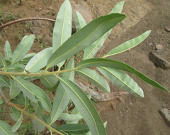 Ozoroa