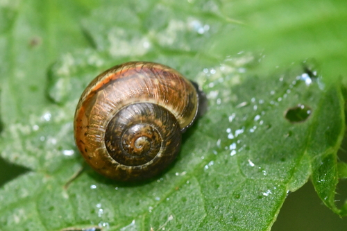 Arianta arbustorum