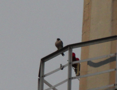 Falco peregrinus