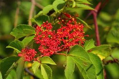 Cissus microcarpa