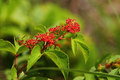 Cissus microcarpa
