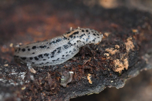 Limax maximus