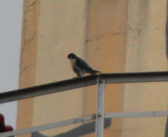 Falco peregrinus