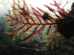 Abietinaria
