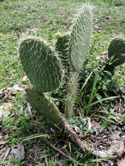 Opuntia huajuapensis