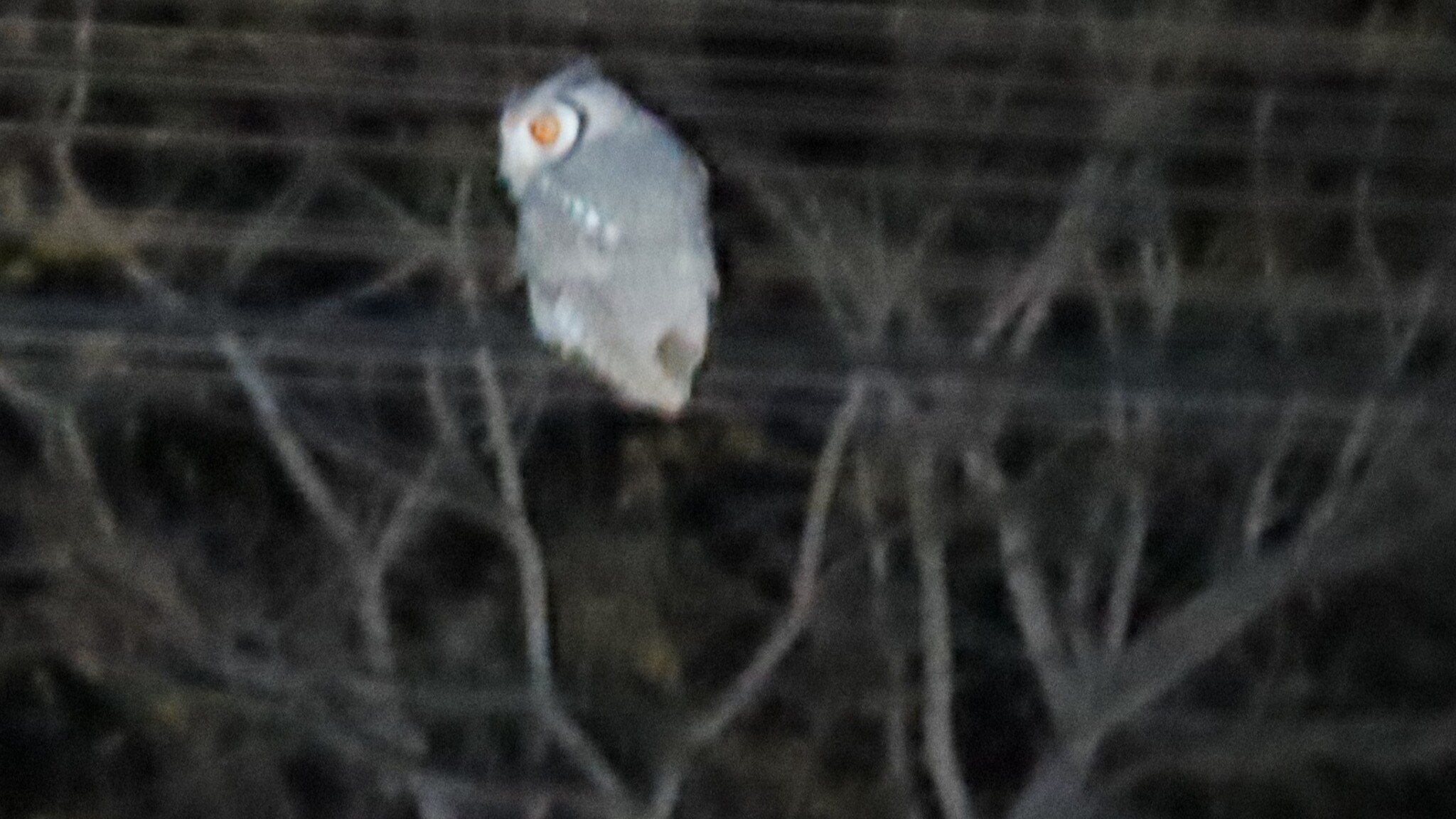 Southern White-faced Owl (Ptilopsis granti), photo 2