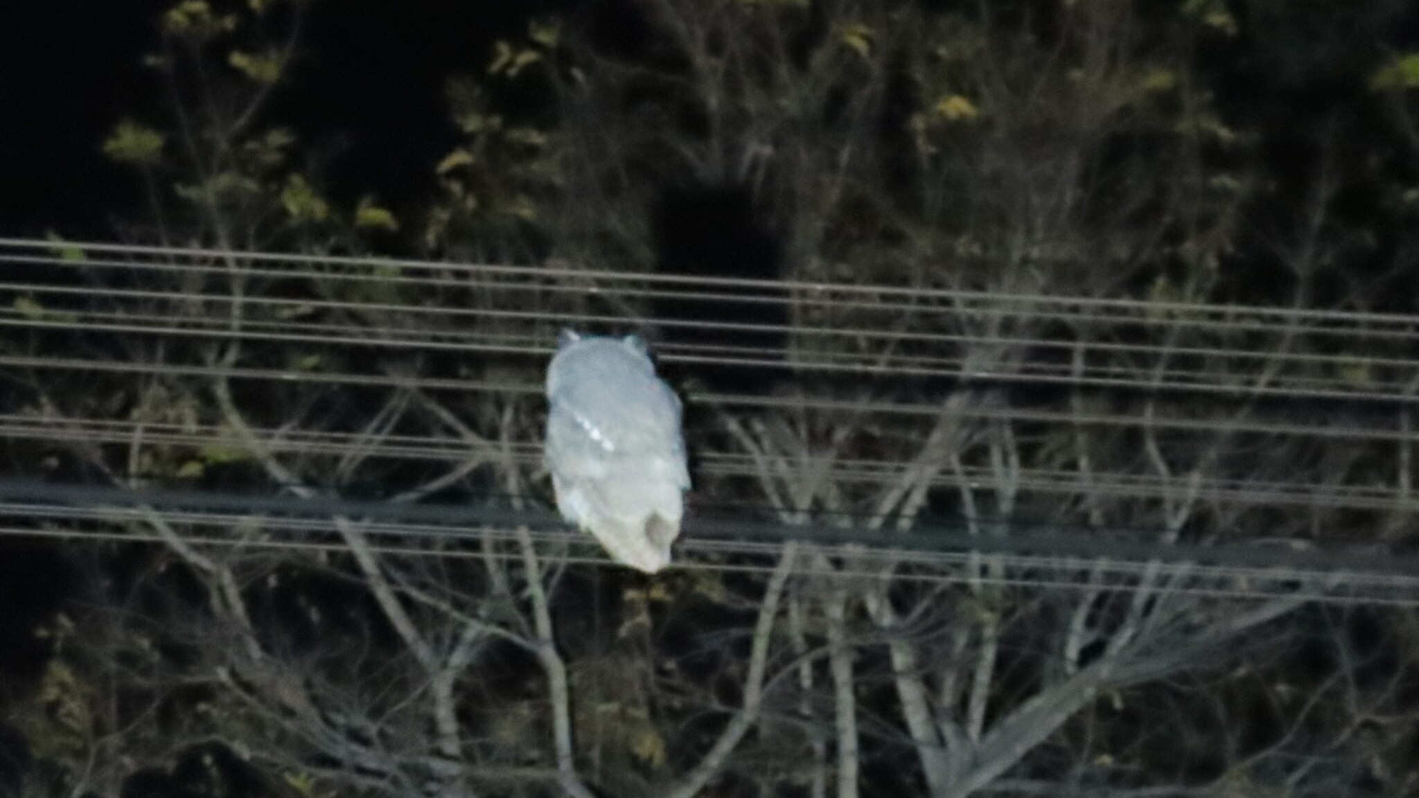 Southern White-faced Owl (Ptilopsis granti), photo 1